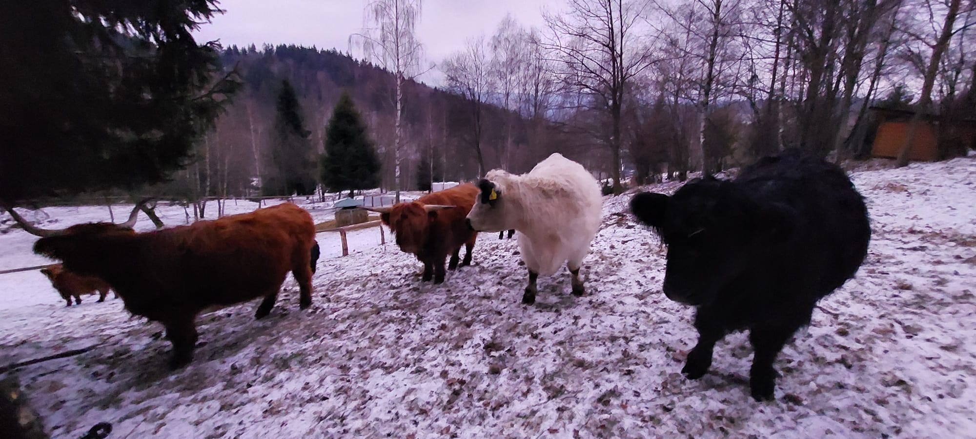 Skotský dobytek v okolí chalupy